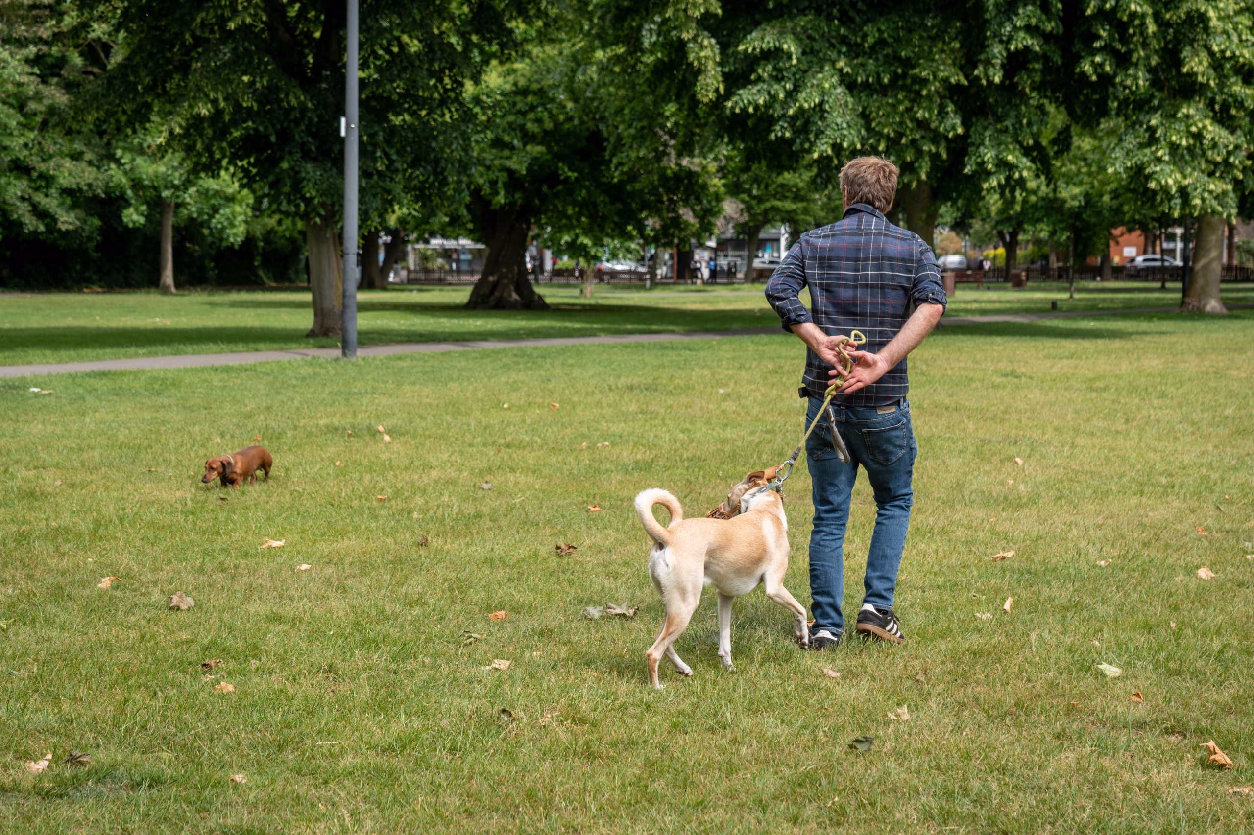 Dog Behaviourist Near Me: Why Understanding These 4 Factors Are Essential For A Well Trained Dog